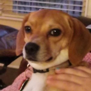 Meet your Posher, Hank